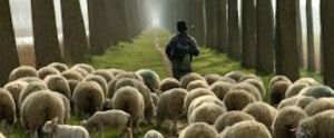 sheherd-leading-sheep