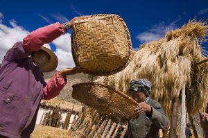 First-fruits of Barley harvest being sifted.