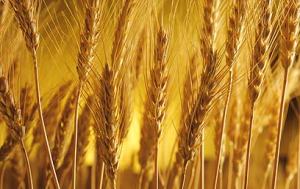 First fruits of the wheat harvest, a summer crop.