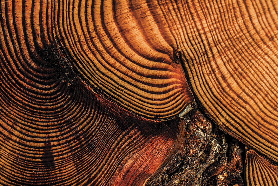 tree-rings-0023_web